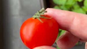 わが家の家庭菜園で採れたミニトマト
