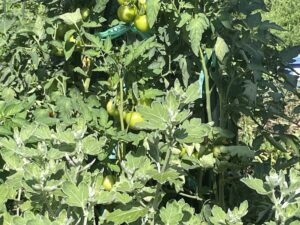 祖父母の家の家庭菜園になっているミニトマト