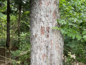 息子がセミの抜け殻を見つけた近所の公園の木