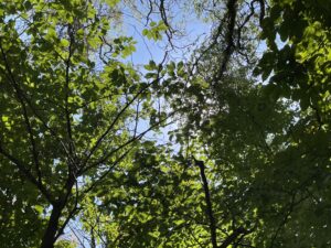 筆者が子どもたちとよく行った近所の児童公園の木立