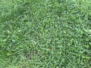 息子がバッタを追いかけた野原