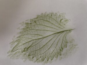 葉脈がはっきり出ているフロッタージュ