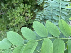 近所の公園の植物