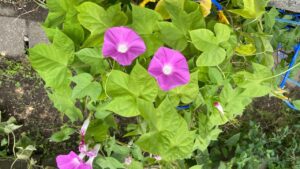 息子が小学１年生の時に育てた朝顔