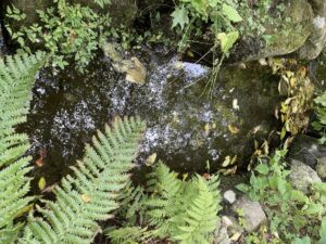 筆者の家の近くの小川