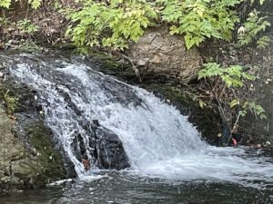 秋にはサクラマスが遡上する小さな滝